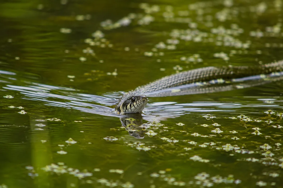 Grenouille Anguille Artus : nature d'eau douce et vie éco-responsable