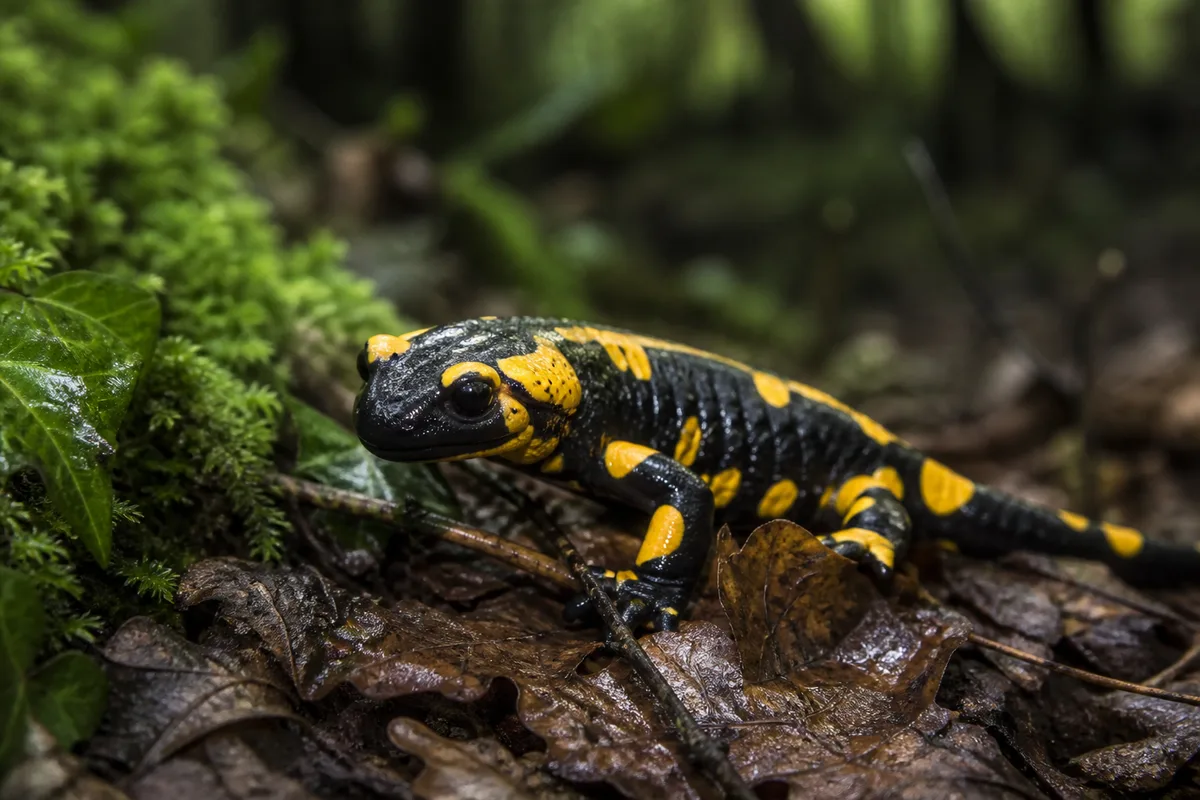 Grenouille Anguille Artus : nature d'eau douce et vie éco-responsable
